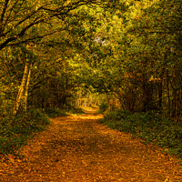 Buy canvas prints of footpath through the trees in autumn. by Roy Hornyak