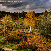 Buy canvas prints of A large area of trees, and heathland. by Roy Hornyak