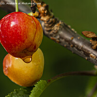 Buy canvas prints of cherries ready for picking by Roy Hornyak