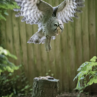 Buy canvas prints of Owl in Flight by Tony Brooks