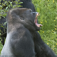 Buy canvas prints of Laughing Gorilla by Tony Brooks