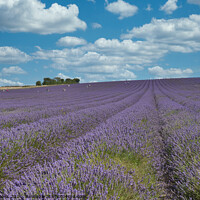 Buy canvas prints of Lavender field by Tony Brooks