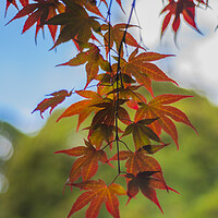 Buy canvas prints of Acer  by Tony Brooks