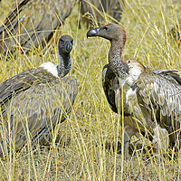 Buy canvas prints of Vultures  by Michael Smith