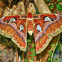 Buy canvas prints of Atlas Moth by Michael Smith