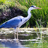 Buy canvas prints of Blue Heron by Michael Smith