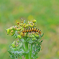 Buy canvas prints of A close up of a Caterpillar by Michael Smith