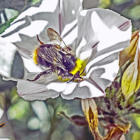 Buy canvas prints of Bee by Michael Smith