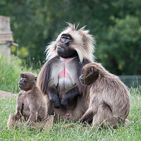 Buy canvas prints of Gelada & young by Michael Smith