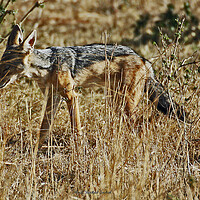 Buy canvas prints of Black Backed Jackal by Michael Smith