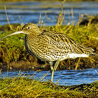 Buy canvas prints of Curlew  by Michael Smith