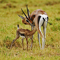 Buy canvas prints of Antilope and young by Michael Smith