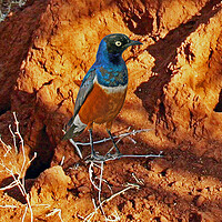 Buy canvas prints of Superb Starling by Michael Smith