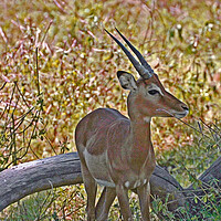 Buy canvas prints of Antilope by Michael Smith