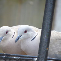 Buy canvas prints of Collared Doves by janet dalby
