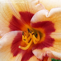 Buy canvas prints of A close up of a flower by Barbara Rea