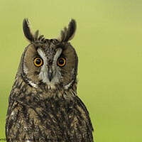 Buy canvas prints of Looking permanently surprised! by Fiona Turnbull