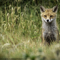 Buy canvas prints of Damp Mr Fox! by Fiona Turnbull