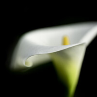 Buy canvas prints of Peaceful Calla Lily by Fiona Turnbull