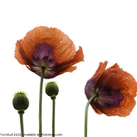 Buy canvas prints of Dancing Poppies! by Fiona Turnbull
