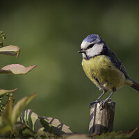 Buy canvas prints of An adorable Blue Tit! by Fiona Turnbull