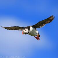 Buy canvas prints of Puffin in Flight by David Wilson