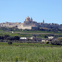 Buy canvas prints of St Paul’s Cathedral, Mdina, Malta, from a distance by Sheila Eames