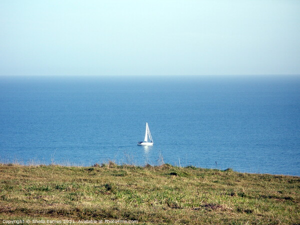 White Boat sailing round Berry Head in Devon Picture Board by Sheila Eames