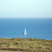 Buy canvas prints of White Boat sailing round Berry Head in Devon by Sheila Eames