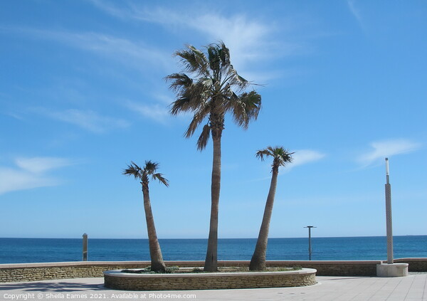 Beach Palms on the Seafront Picture Board by Sheila Eames