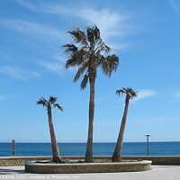 Buy canvas prints of Beach Palms on the Seafront by Sheila Eames