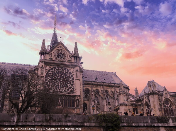 Notre Dame Cathedral, Rose Window, Paris, France. Picture Board by Sheila Eames