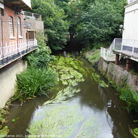 Buy canvas prints of The Mill Stream in Summer, Tonbridge, Kent by Sheila Eames