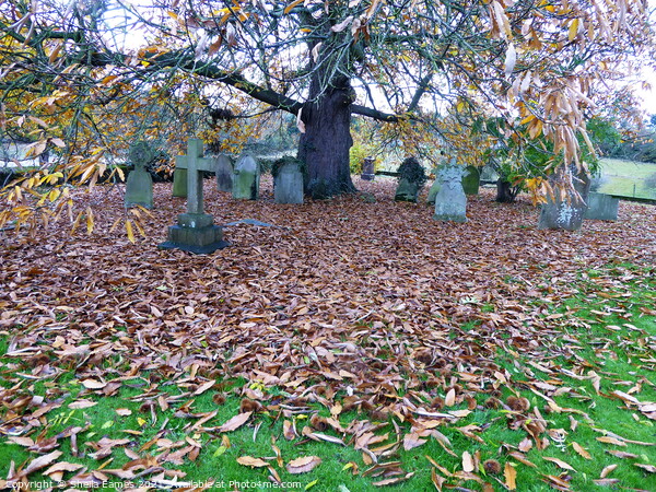 Autumn at the Church Cemetery  Picture Board by Sheila Eames