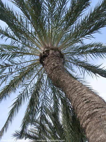Looking up through the palm tree Picture Board by Sheila Eames