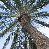 Buy canvas prints of Looking up through the palm tree by Sheila Eames