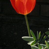 Buy canvas prints of Red Tulip on Black Background by Sheila Eames