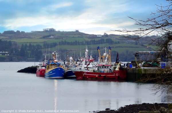 Union Hall Fishing Harbour, Co.Cork, Ireland Picture Board by Sheila Eames