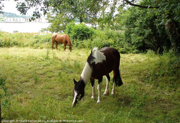 Horses grazing on Hop Island, Cork, Ireland Picture Board by Sheila Eames