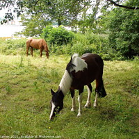 Buy canvas prints of Horses grazing on Hop Island, Cork, Ireland by Sheila Eames
