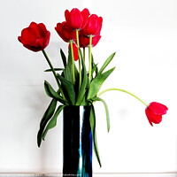 Buy canvas prints of Red Tulips in a Blue Vase by Sheila Eames
