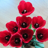 Buy canvas prints of Looking down into Tulips by Sheila Eames