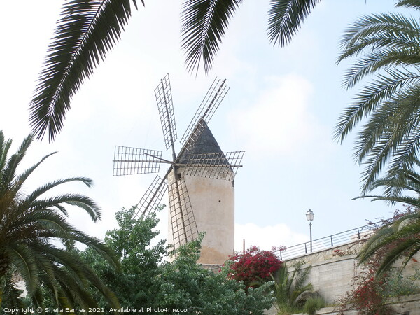 Windmill in Majorca  Picture Board by Sheila Eames