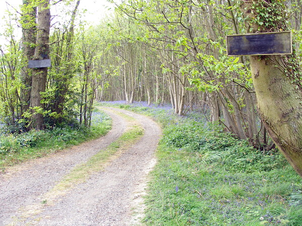 The path into the Bluebell Wood,  Picture Board by Sheila Eames