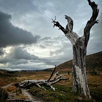 Buy canvas prints of Creepy Old Tree  by Ashley Bremner