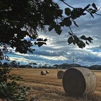 Buy canvas prints of The Fields of Hay  by Ashley Bremner