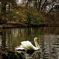 Buy canvas prints of Swans of Haddow House by Ashley Bremner