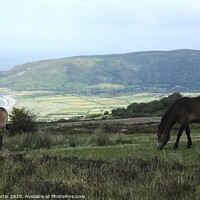 Buy canvas prints of Exmoor Ponies grazing near Porlock, Somerset  by John Martin