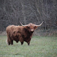 Buy canvas prints of A Highland Cow grazing on the Somerset Levels by John Martin