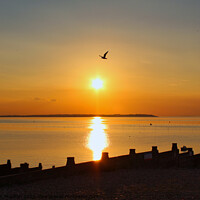 Buy canvas prints of Seagull flying over setting sun at Whitstable Beach in Kent, England. by Jonathan Moulton